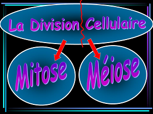 Division Cellulaire Division Cellulaire