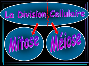 Division Cellulaire