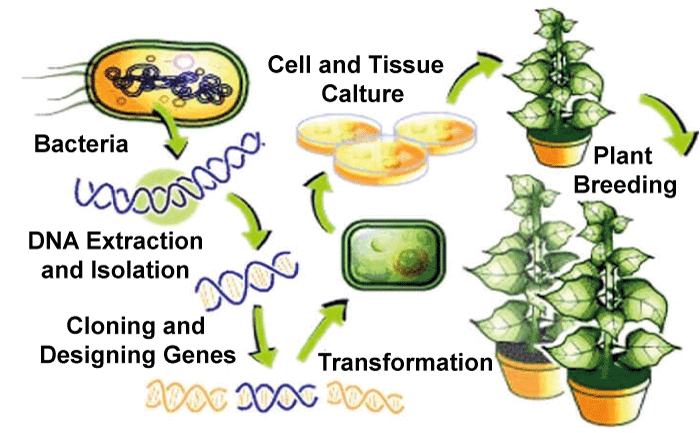 Transgenèse Végétale 